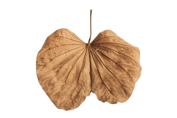 yellowedginkgoleaf